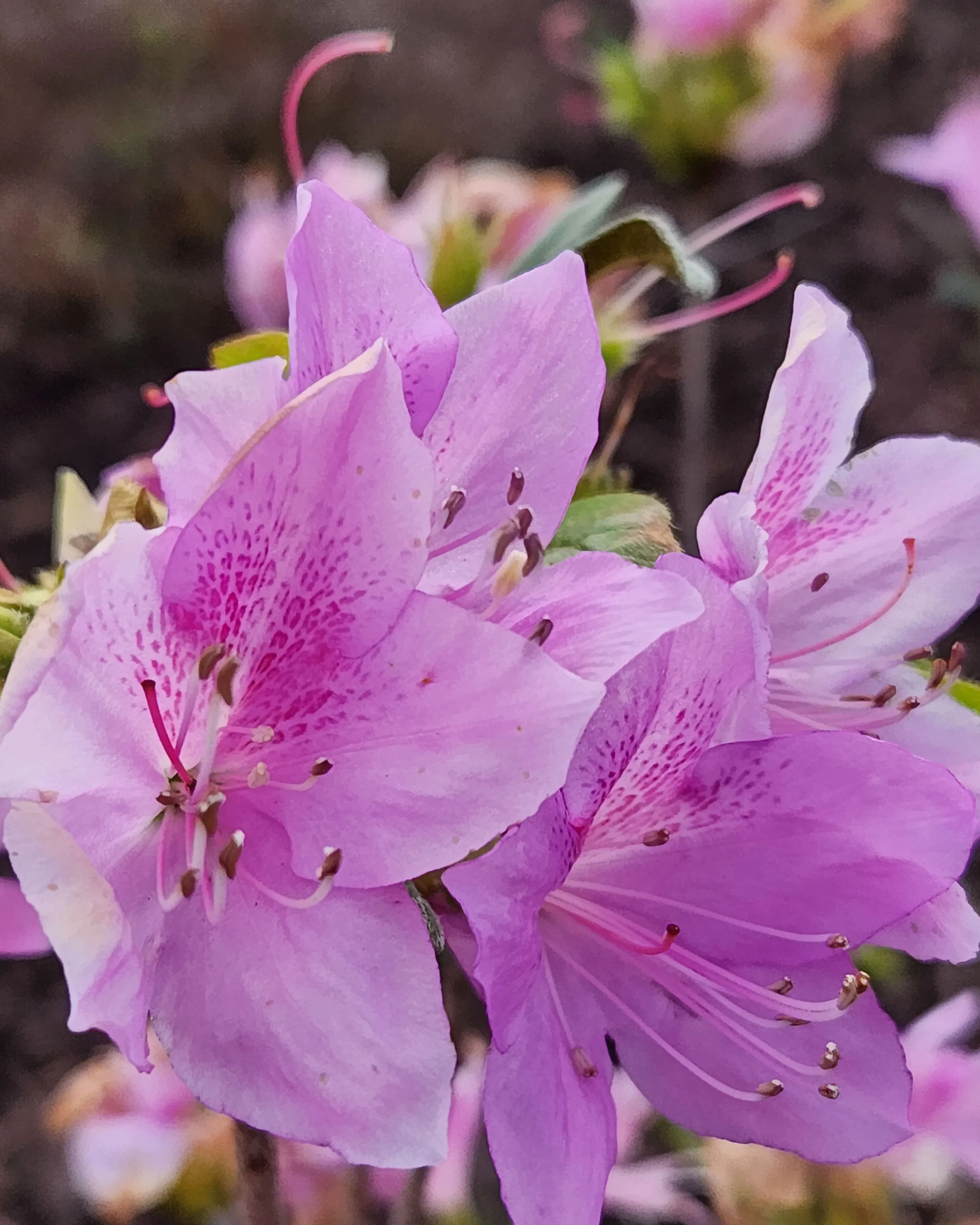 Bright pink azalea blossoms.
