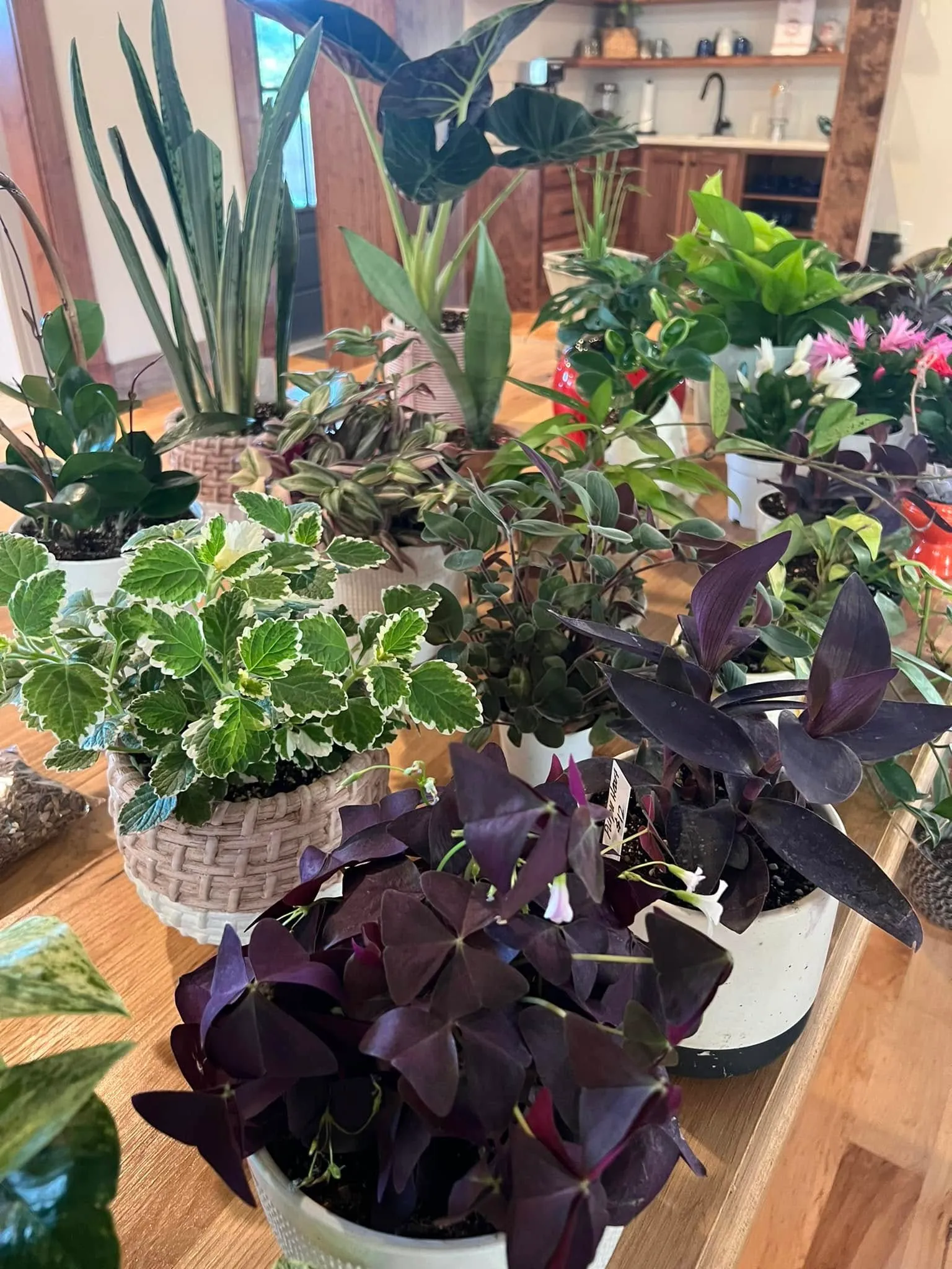 Variegated houseplants for sale