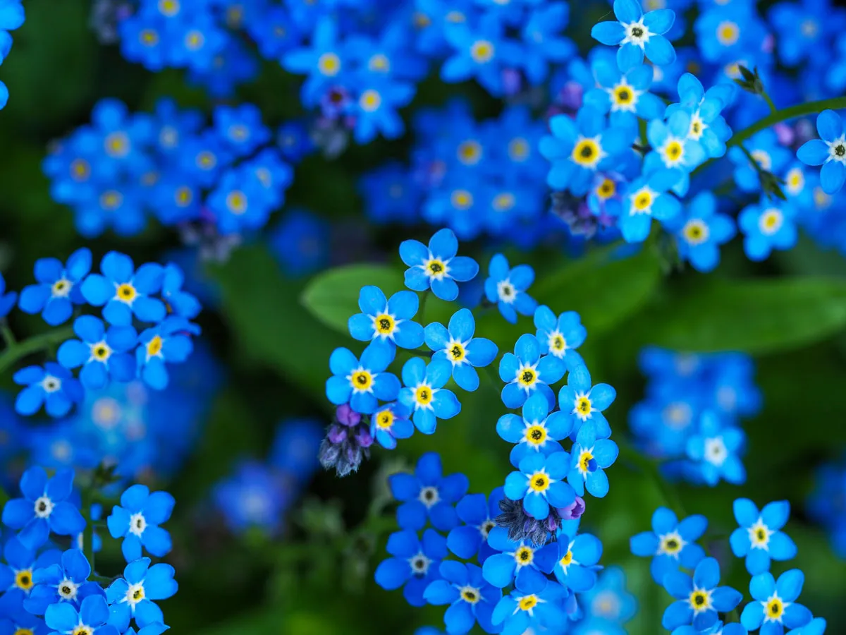 Clusters of small blue forget-me-not flowers.
