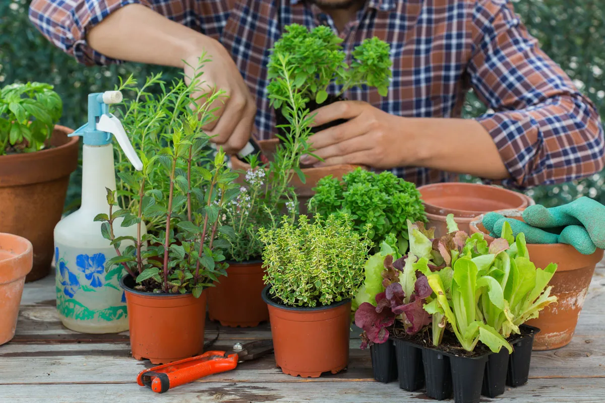 A gardener in a plaid shirt tends potted herbs and lettuce on a potting bench.