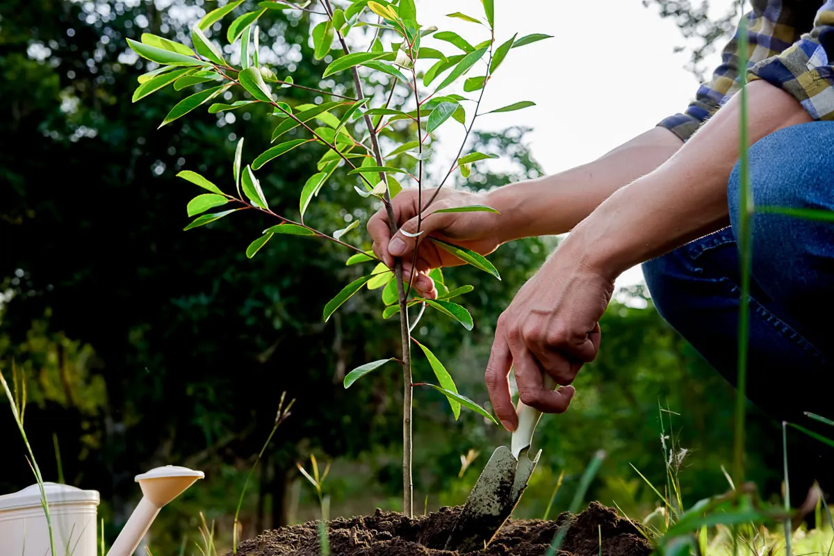 Hands steady a young tree as it is planted in the soil, with a watering can nearby.