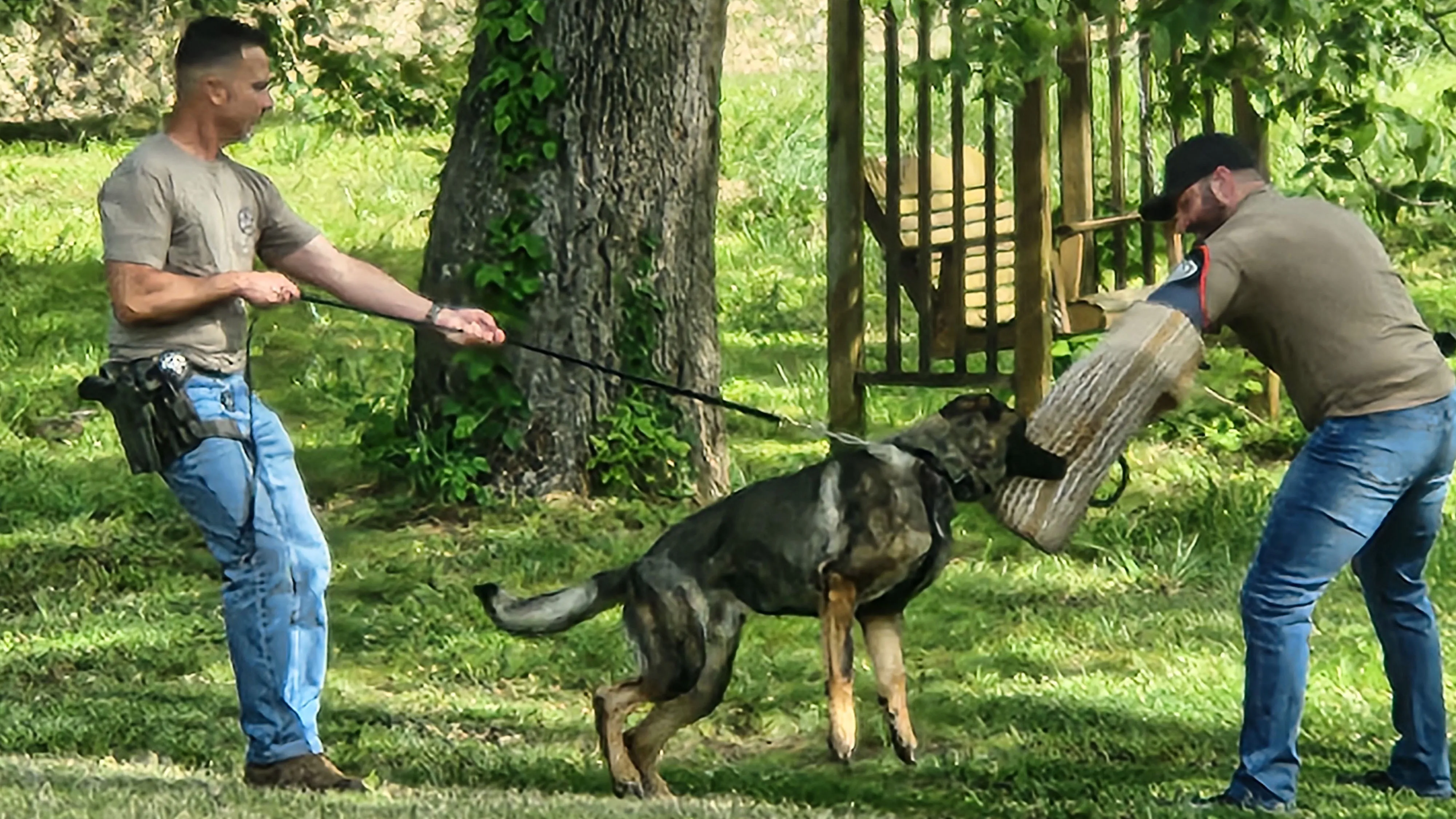 A police dog grips a bite sleeve while the handler holds its leash beside a tree.