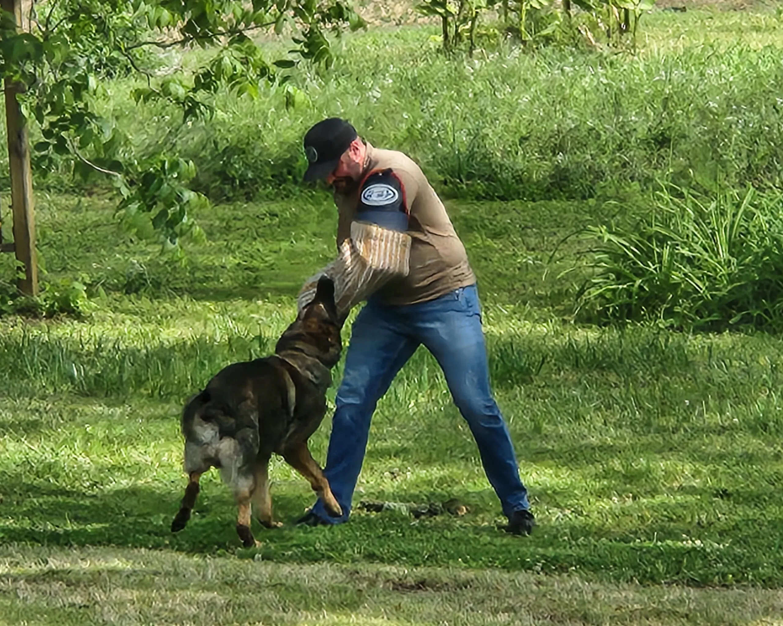 A police dog bites a padded sleeve worn by its handler during the demonstration.