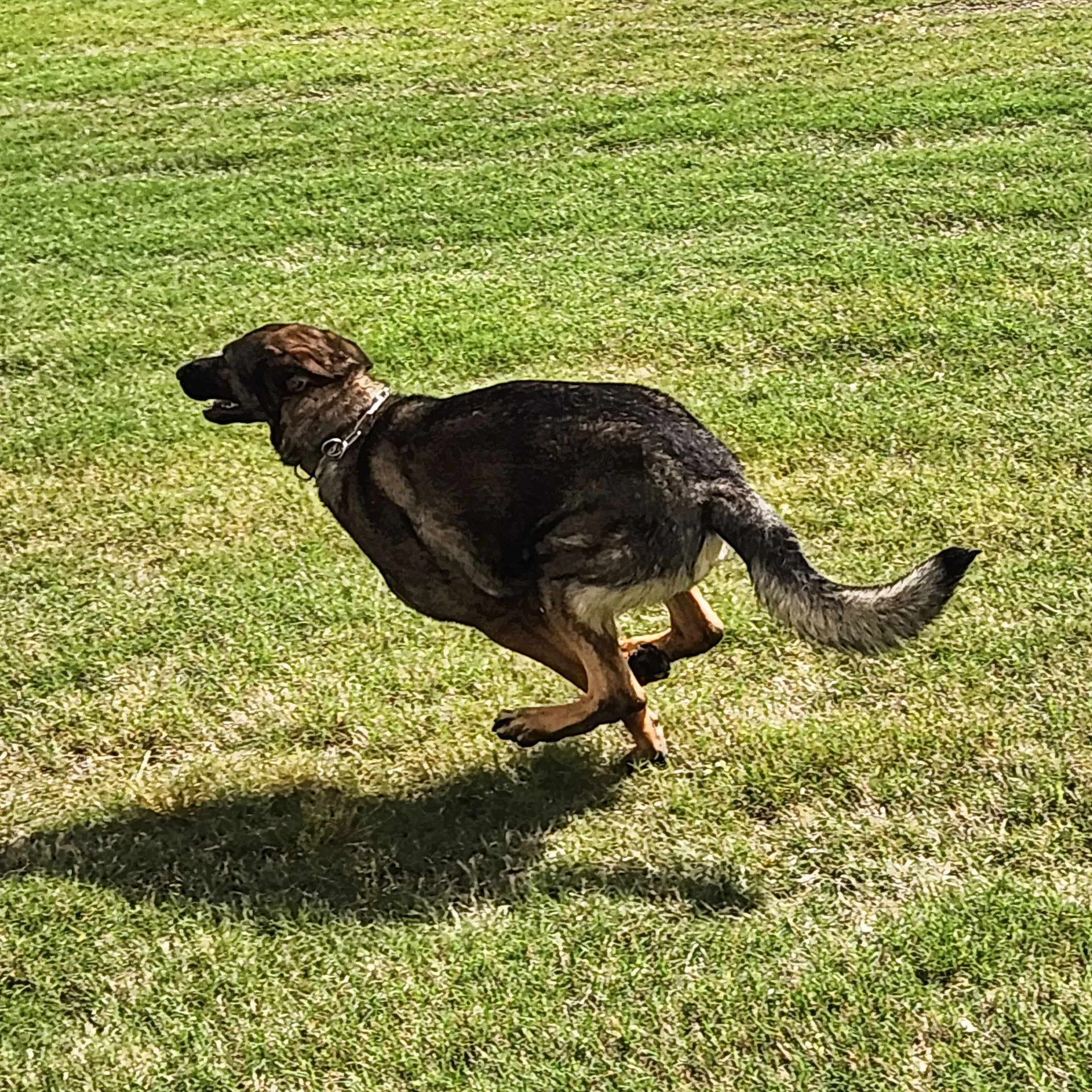 A German shepherd runs at full speed across the grass.