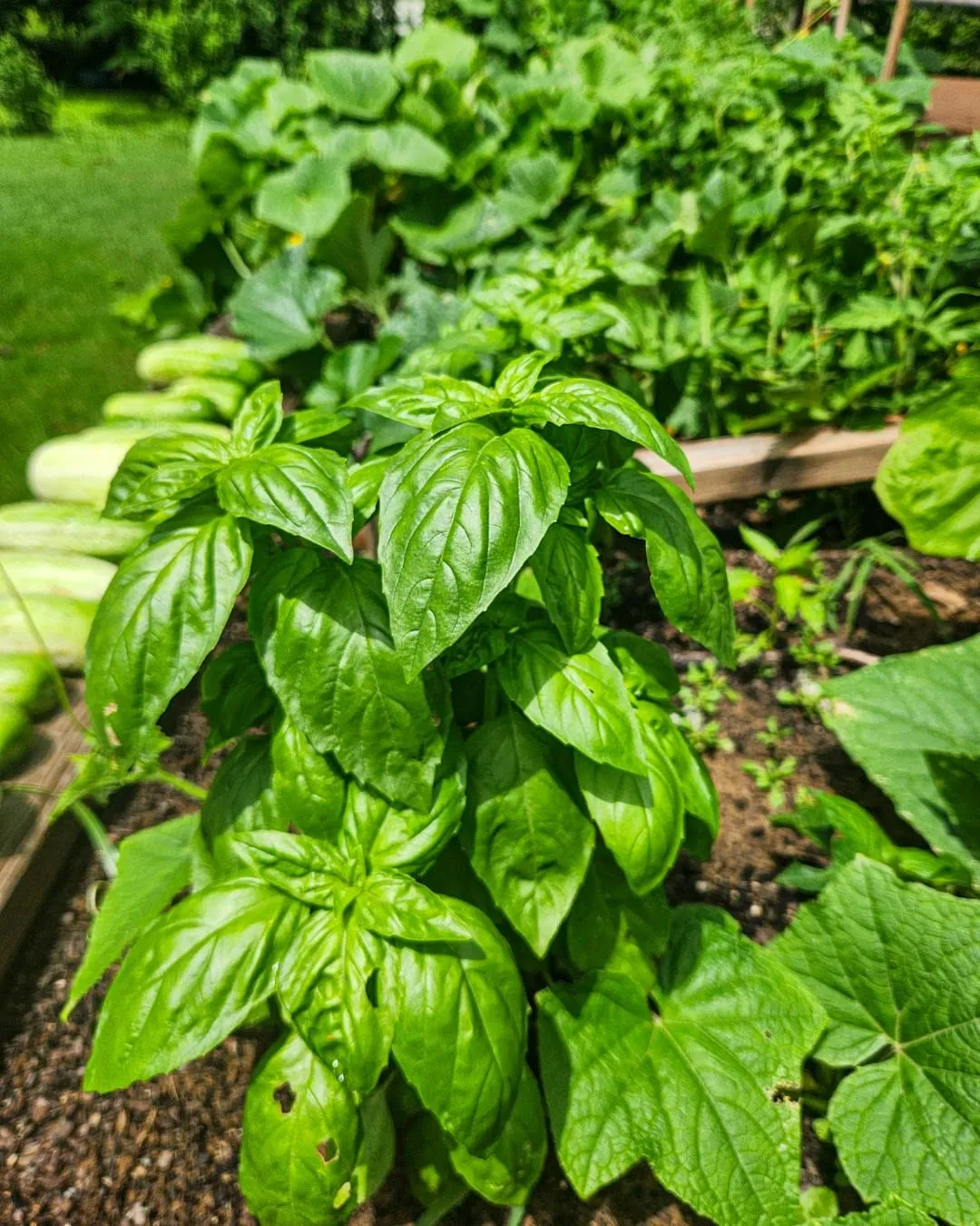 Basil growing in a raised bed
