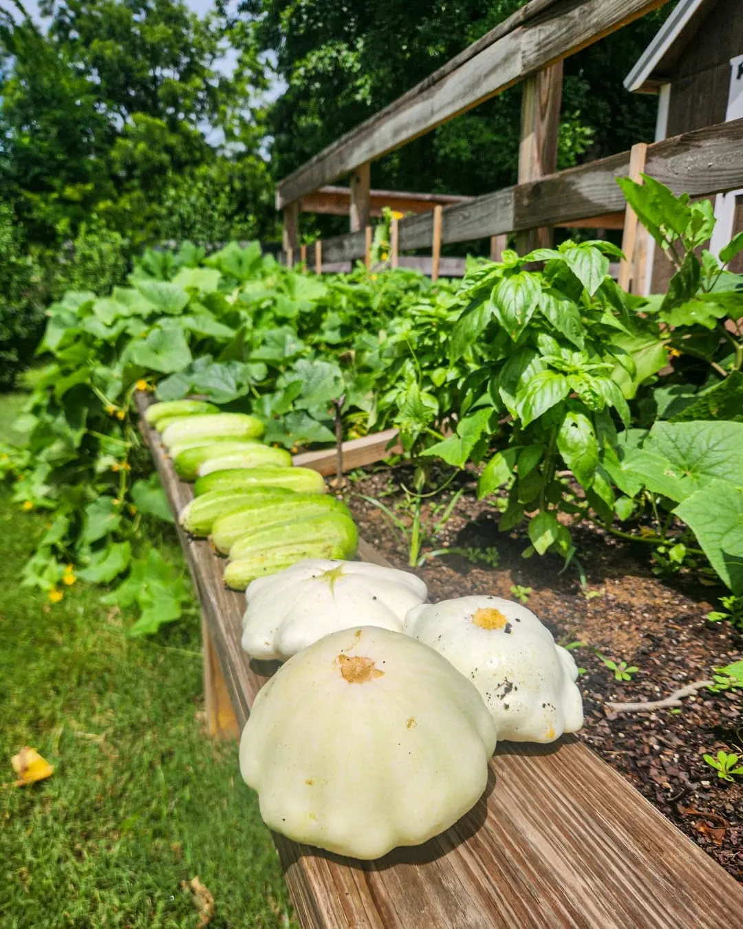 Squash growing along the raised bed