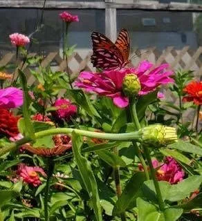 A butterfly on a pink zinnia