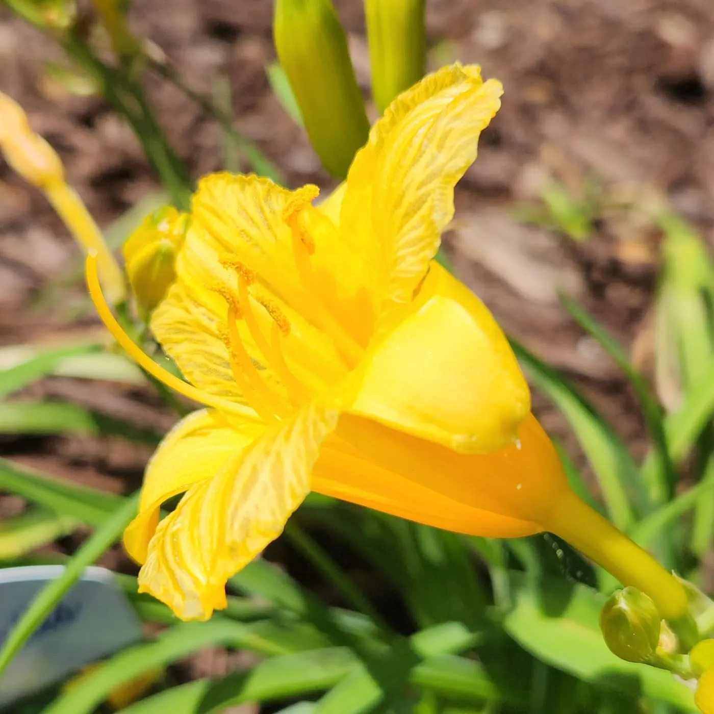 A yellow daylily