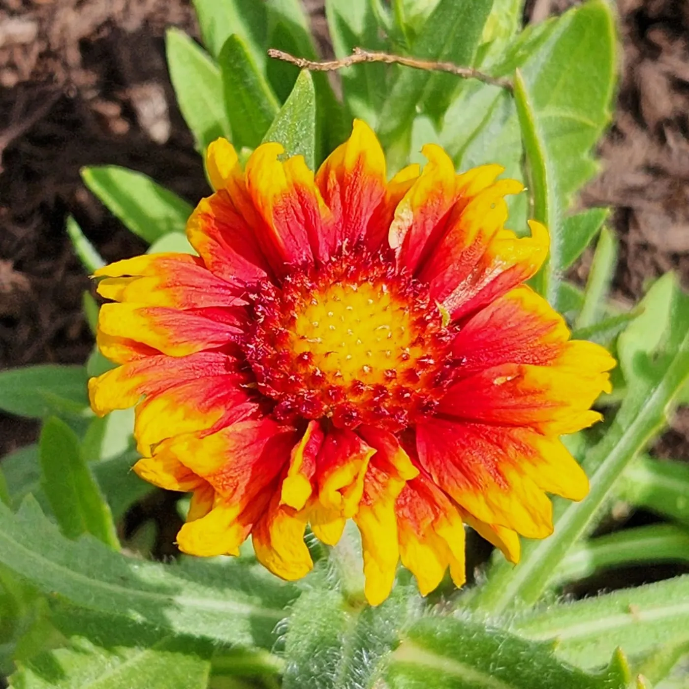 A red and yellow blanket flower in bloom