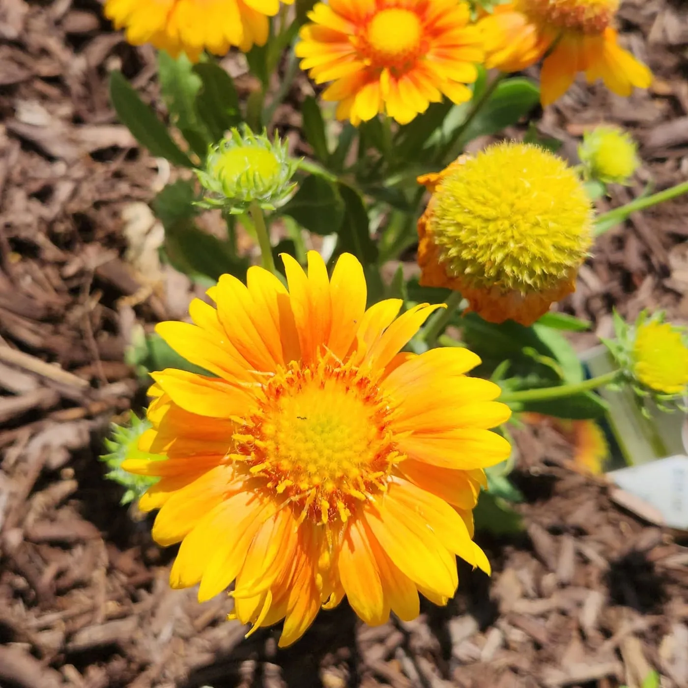 An orange coneflower in the mulch