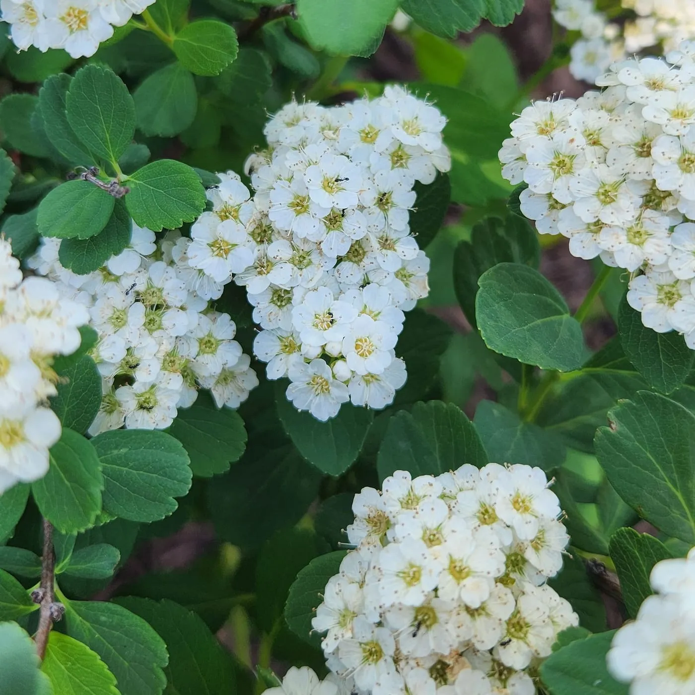 White spirea blossoms